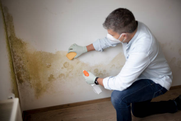 Best Environmental Consulting for Mold Prevention  in Edgerton, MN