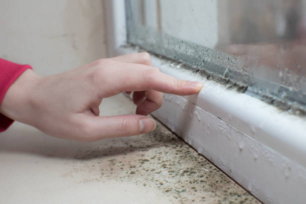  Edgerton, MN Mold Removal Pros
