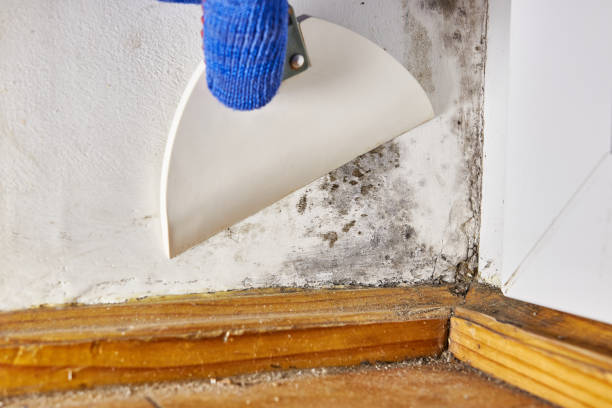 Best Mold-Related Health Consultation  in Edgerton, MN
